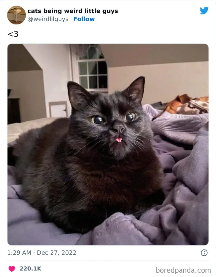 Los gatos son las mascotas más extrañas de todas y estas graciosas e inexplicables fotos lo demuestran