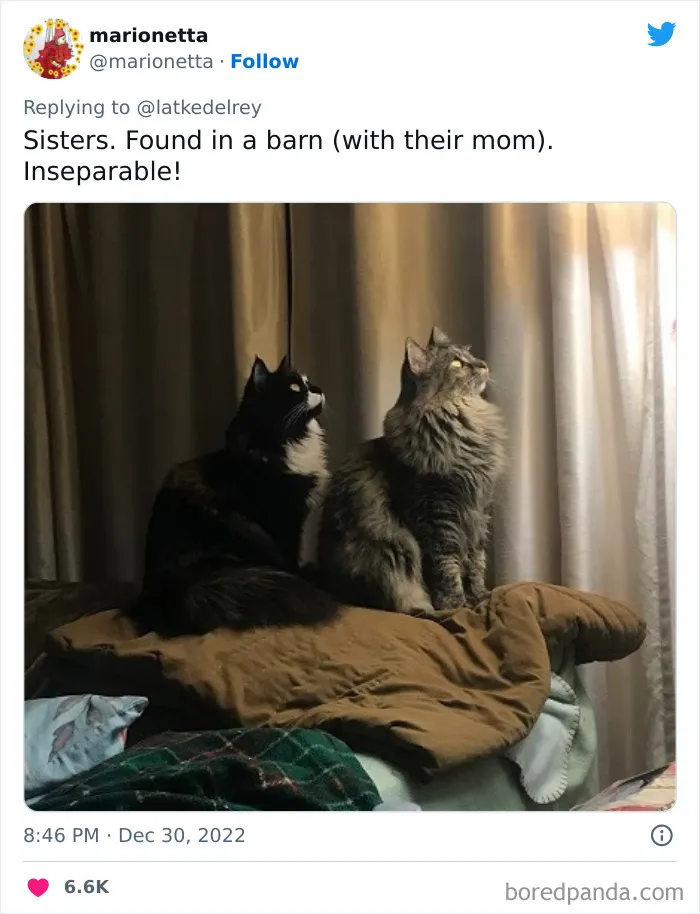 A Wholesome Twitter Thread Proves Why You Should Always Adopt Cats In Pairs (40 Pics)