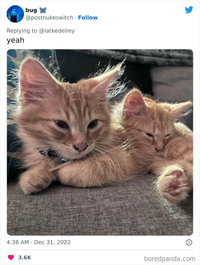 A Wholesome Twitter Thread Proves Why You Should Always Adopt Cats In Pairs (40 Pics)