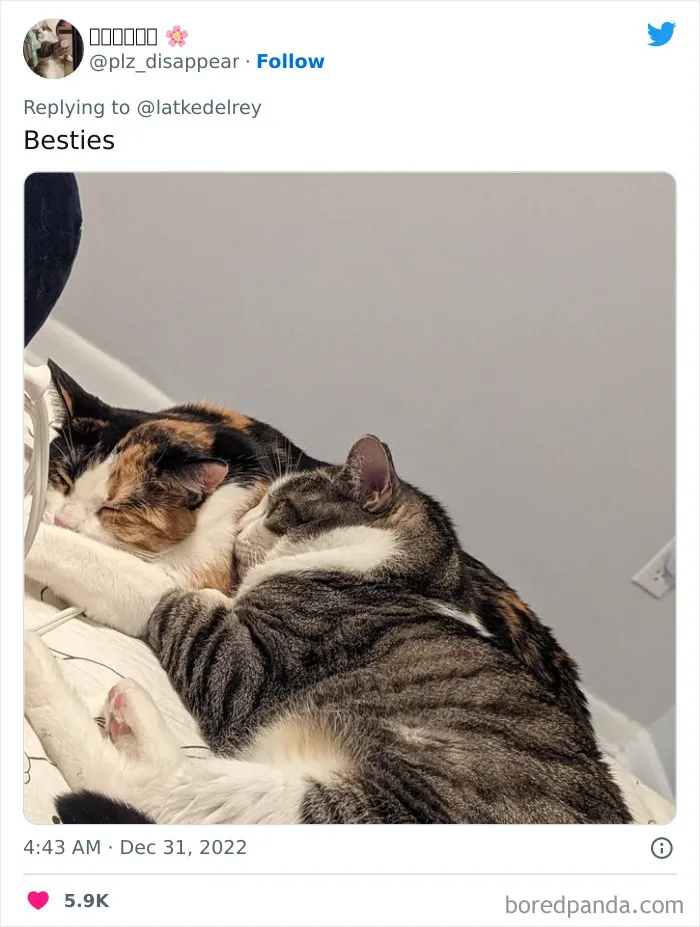 A Wholesome Twitter Thread Proves Why You Should Always Adopt Cats In Pairs (40 Pics)