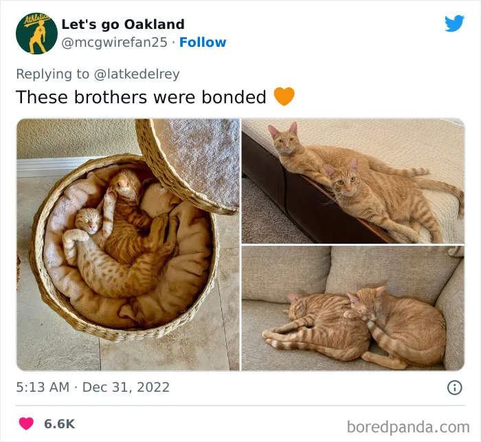 A Wholesome Twitter Thread Proves Why You Should Always Adopt Cats In Pairs (40 Pics)
