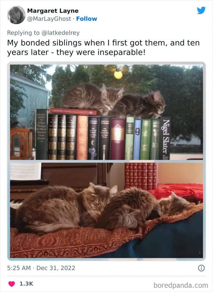 A Wholesome Twitter Thread Proves Why You Should Always Adopt Cats In Pairs (40 Pics)