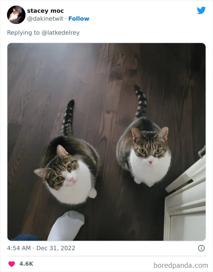A Wholesome Twitter Thread Proves Why You Should Always Adopt Cats In Pairs (40 Pics)