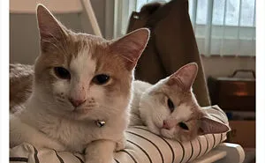 A Wholesome Twitter Thread Proves Why You Should Always Adopt Cats In Pairs (40 Pics)