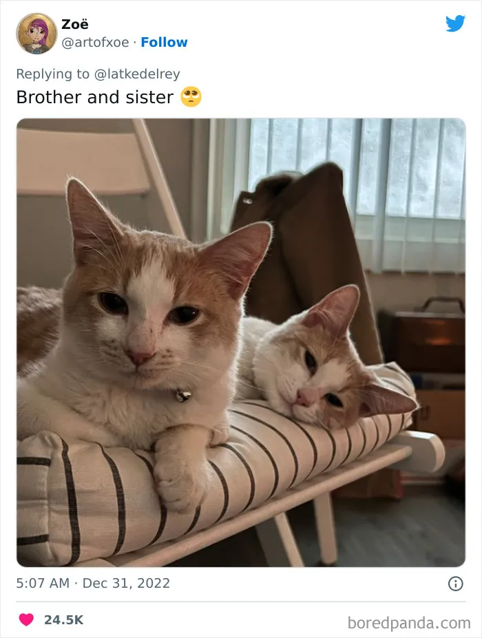 A Wholesome Twitter Thread Proves Why You Should Always Adopt Cats In Pairs (40 Pics)
