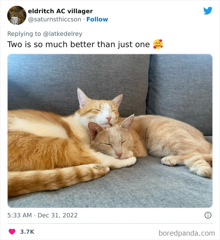 A Wholesome Twitter Thread Proves Why You Should Always Adopt Cats In Pairs (40 Pics)