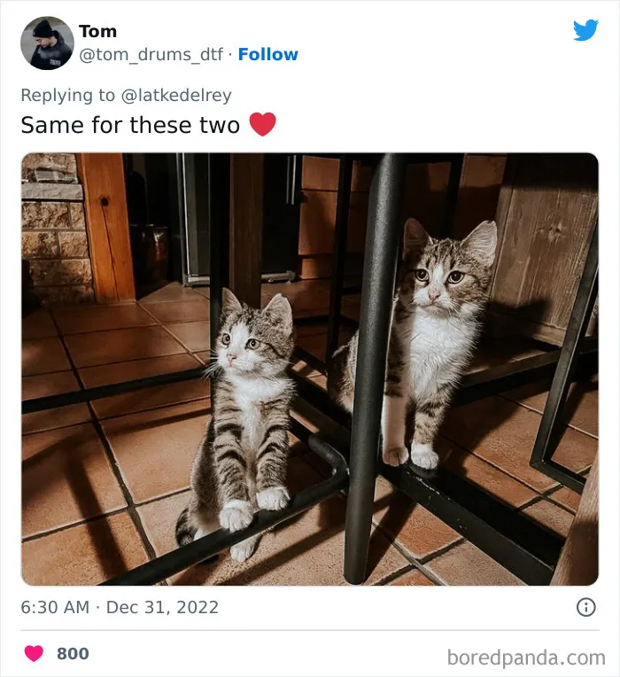 A Wholesome Twitter Thread Proves Why You Should Always Adopt Cats In Pairs (40 Pics)