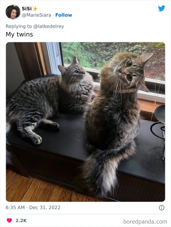 A Wholesome Twitter Thread Proves Why You Should Always Adopt Cats In Pairs (40 Pics)