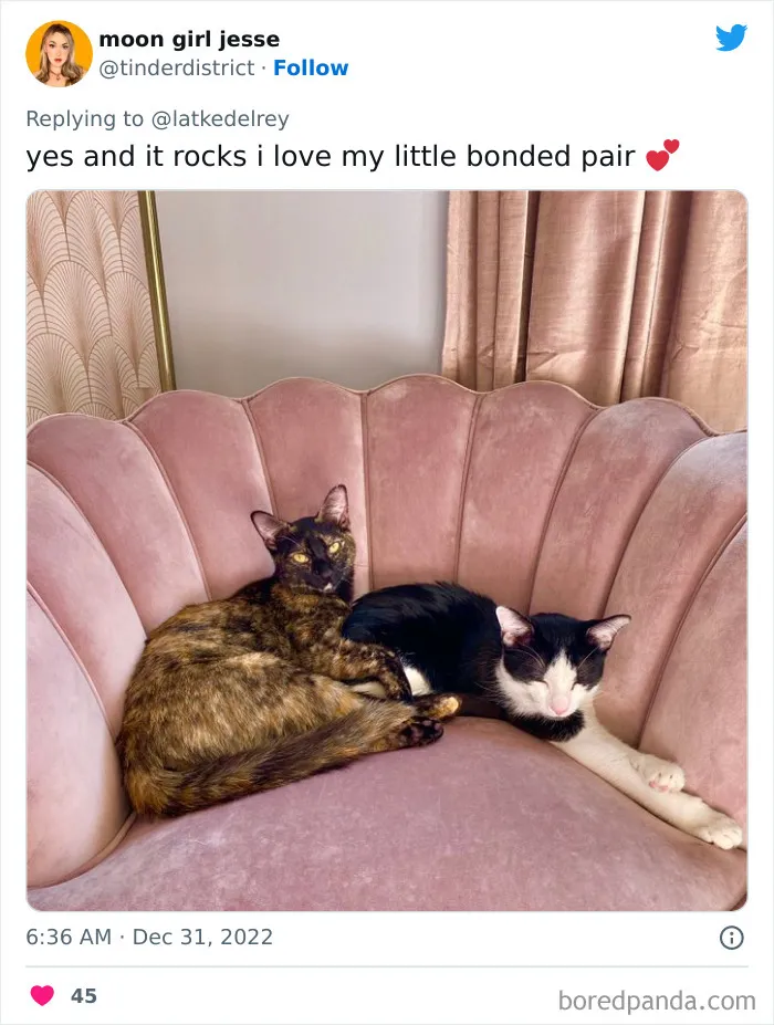 A Wholesome Twitter Thread Proves Why You Should Always Adopt Cats In Pairs (40 Pics)