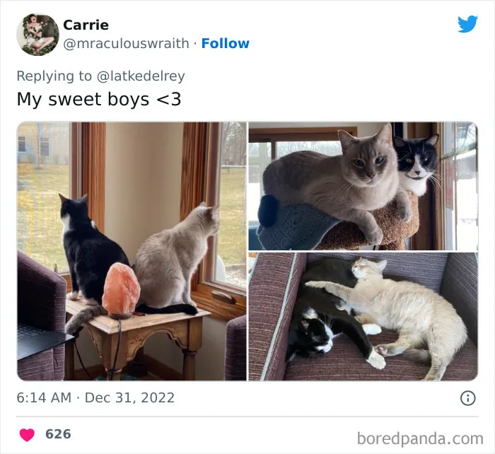 A Wholesome Twitter Thread Proves Why You Should Always Adopt Cats In Pairs (40 Pics)