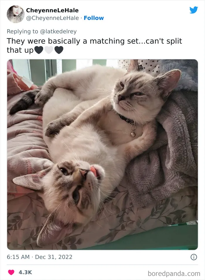 A Wholesome Twitter Thread Proves Why You Should Always Adopt Cats In Pairs (40 Pics)