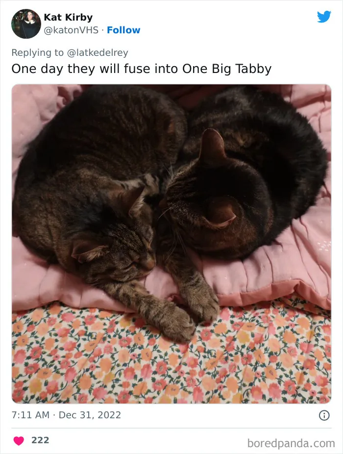 A Wholesome Twitter Thread Proves Why You Should Always Adopt Cats In Pairs (40 Pics)