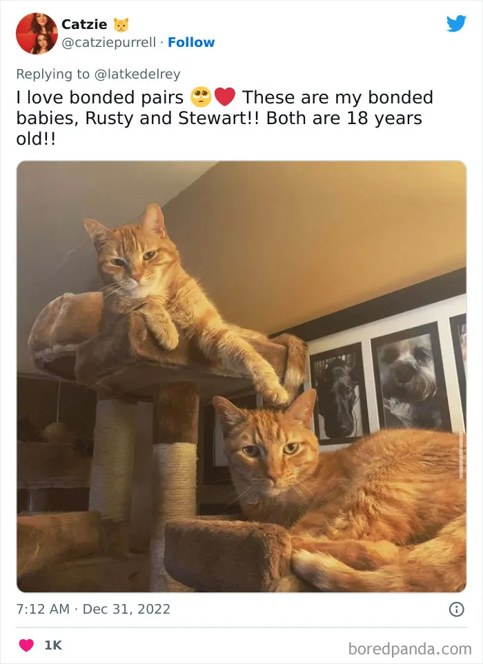 A Wholesome Twitter Thread Proves Why You Should Always Adopt Cats In Pairs (40 Pics)