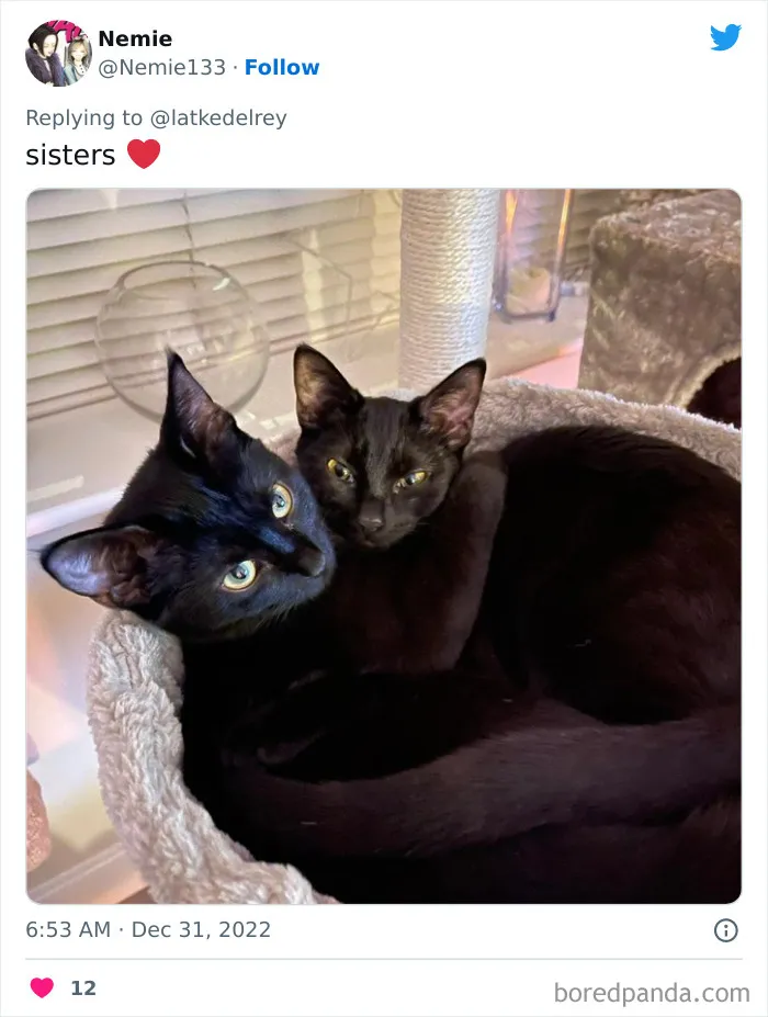 A Wholesome Twitter Thread Proves Why You Should Always Adopt Cats In Pairs (40 Pics)