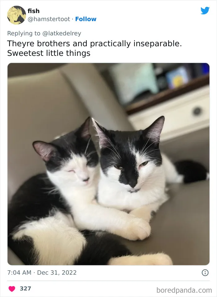 A Wholesome Twitter Thread Proves Why You Should Always Adopt Cats In Pairs (40 Pics)