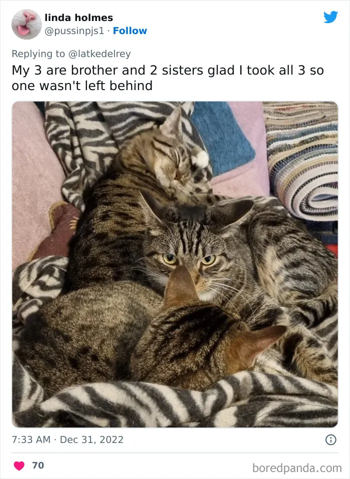 A Wholesome Twitter Thread Proves Why You Should Always Adopt Cats In Pairs (40 Pics)