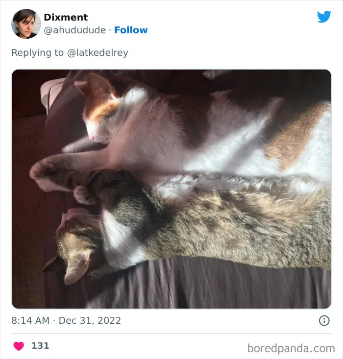 A Wholesome Twitter Thread Proves Why You Should Always Adopt Cats In Pairs (40 Pics)