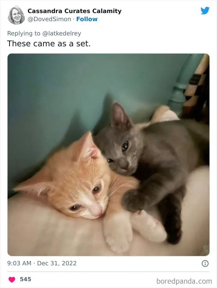 A Wholesome Twitter Thread Proves Why You Should Always Adopt Cats In Pairs (40 Pics)