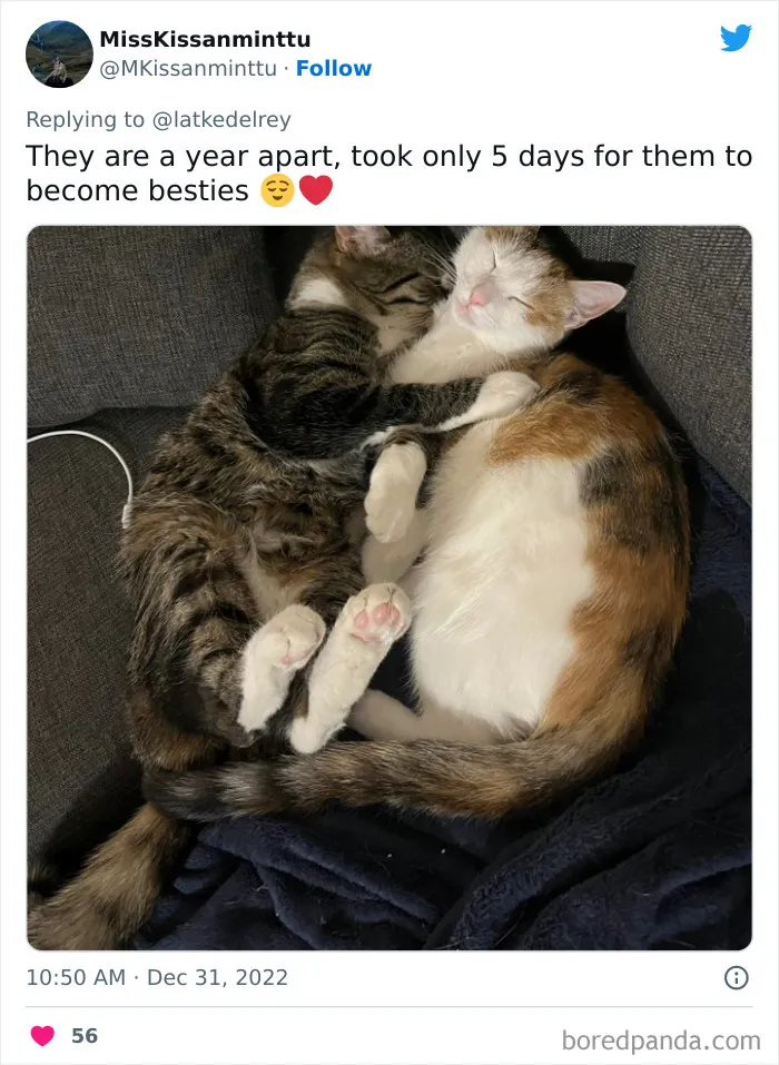 A Wholesome Twitter Thread Proves Why You Should Always Adopt Cats In Pairs (40 Pics)