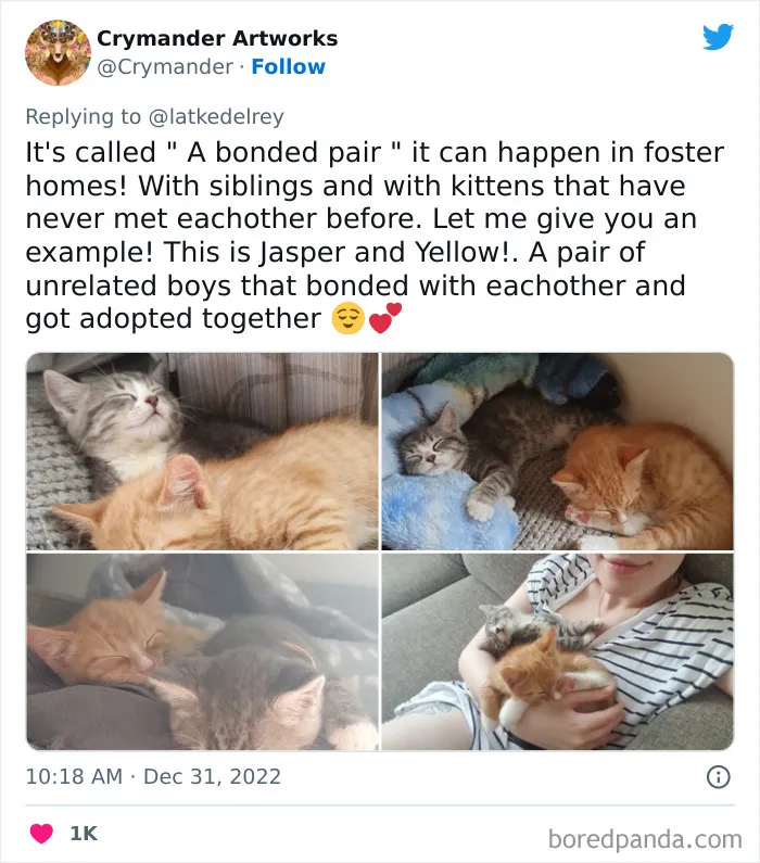 A Wholesome Twitter Thread Proves Why You Should Always Adopt Cats In Pairs (40 Pics)