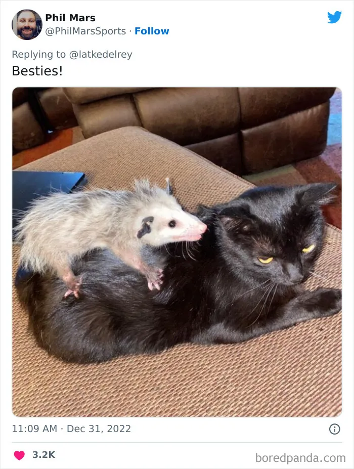 A Wholesome Twitter Thread Proves Why You Should Always Adopt Cats In Pairs (40 Pics)
