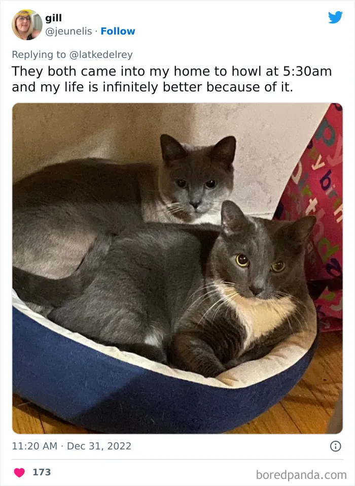 A Wholesome Twitter Thread Proves Why You Should Always Adopt Cats In Pairs (40 Pics)