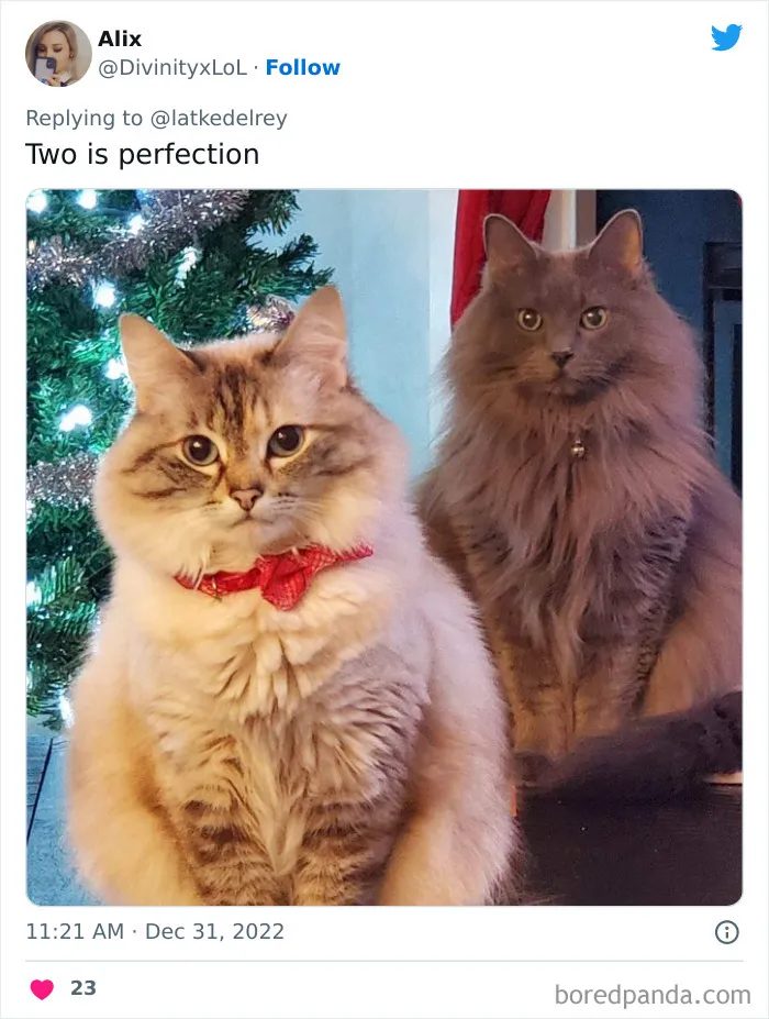 A Wholesome Twitter Thread Proves Why You Should Always Adopt Cats In Pairs (40 Pics)