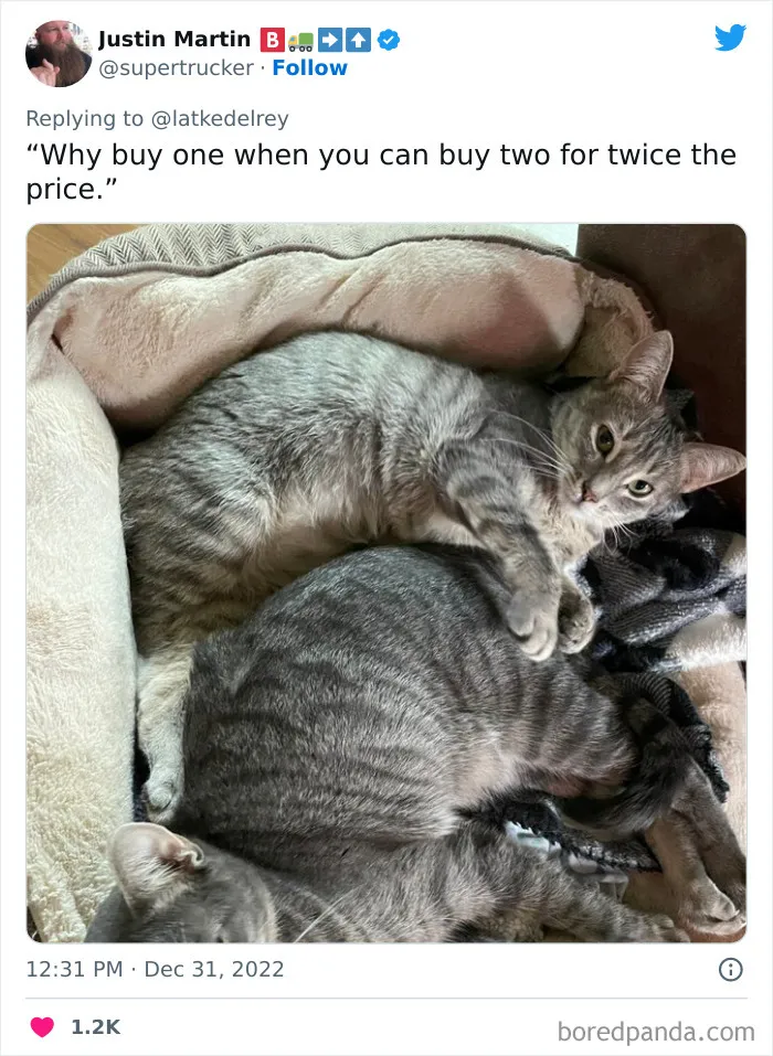 A Wholesome Twitter Thread Proves Why You Should Always Adopt Cats In Pairs (40 Pics)