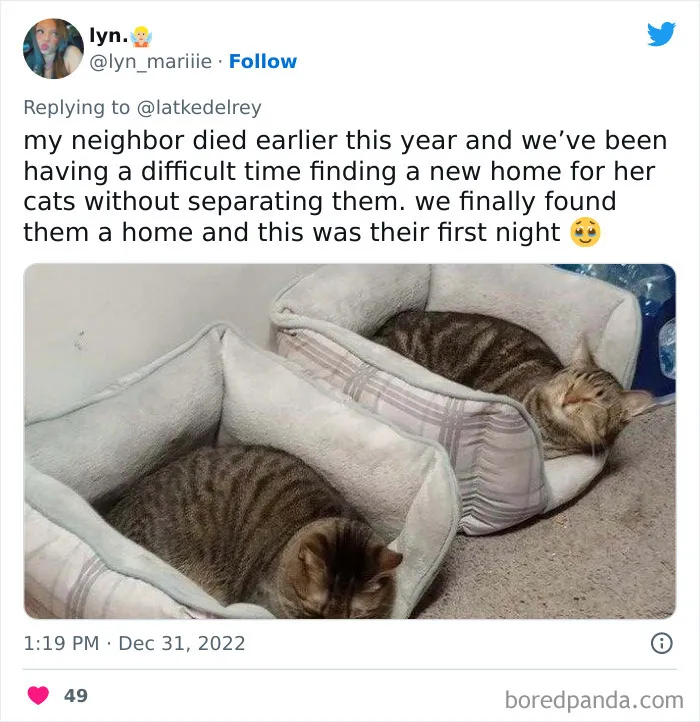 A Wholesome Twitter Thread Proves Why You Should Always Adopt Cats In Pairs (40 Pics)