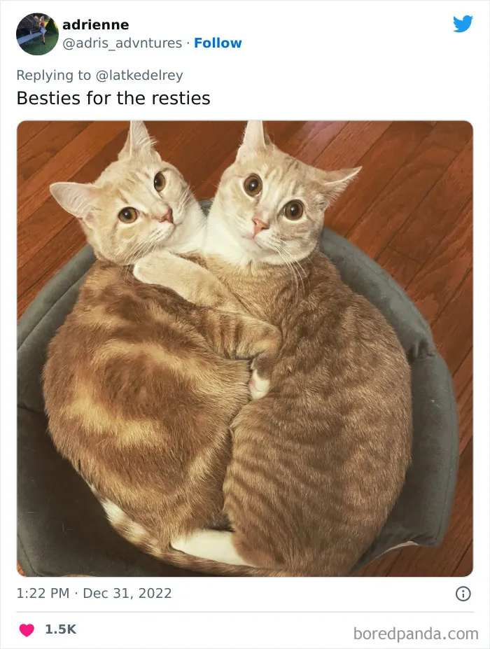 A Wholesome Twitter Thread Proves Why You Should Always Adopt Cats In Pairs (40 Pics)