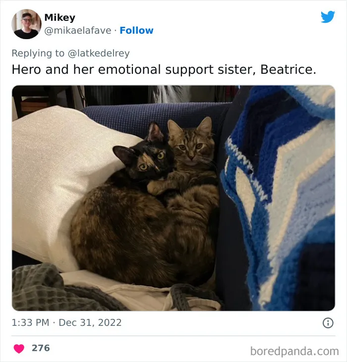 A Wholesome Twitter Thread Proves Why You Should Always Adopt Cats In Pairs (40 Pics)