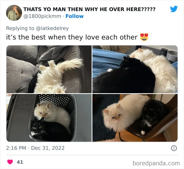 A Wholesome Twitter Thread Proves Why You Should Always Adopt Cats In Pairs (40 Pics)