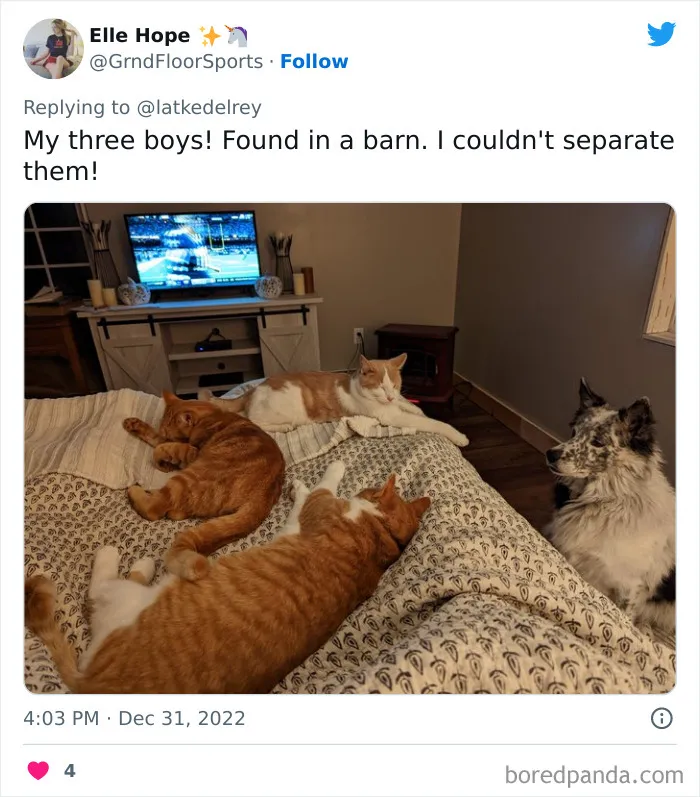 A Wholesome Twitter Thread Proves Why You Should Always Adopt Cats In Pairs (40 Pics)