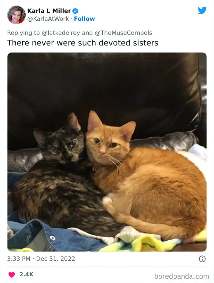 A Wholesome Twitter Thread Proves Why You Should Always Adopt Cats In Pairs (40 Pics)