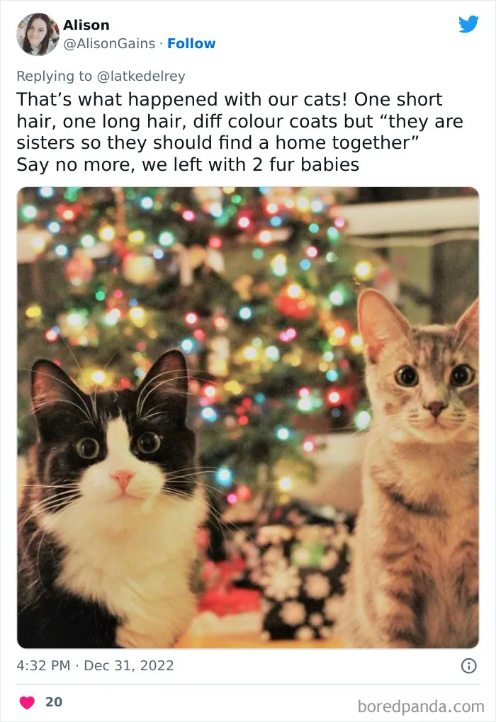 A Wholesome Twitter Thread Proves Why You Should Always Adopt Cats In Pairs (40 Pics)