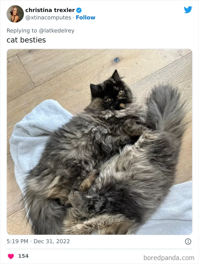 A Wholesome Twitter Thread Proves Why You Should Always Adopt Cats In Pairs (40 Pics)