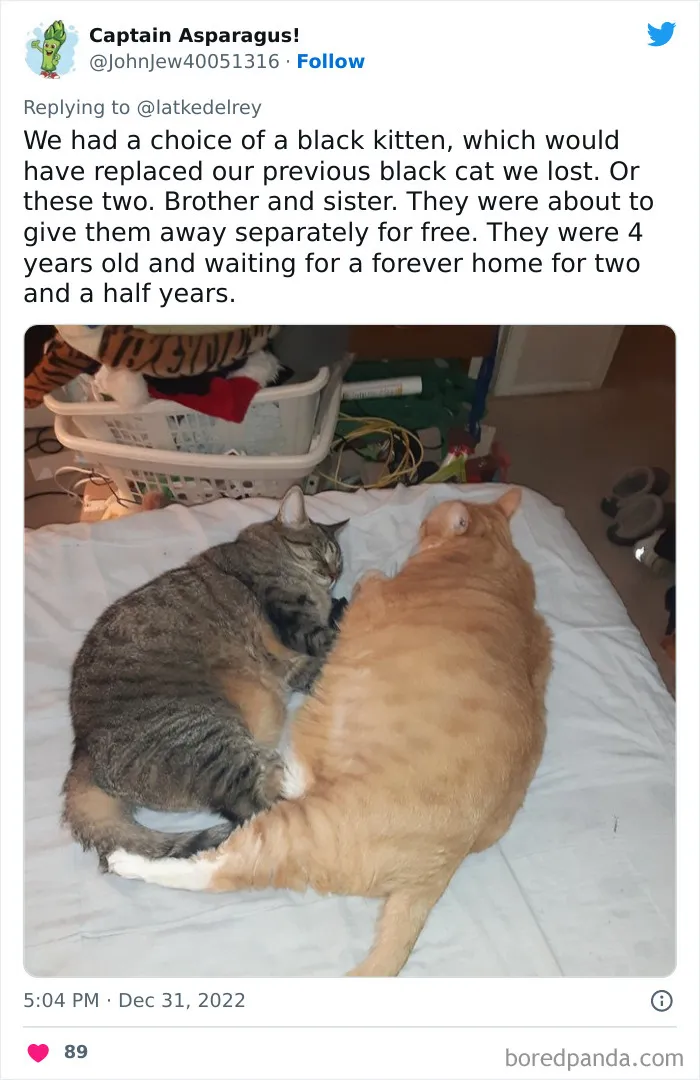A Wholesome Twitter Thread Proves Why You Should Always Adopt Cats In Pairs (40 Pics)