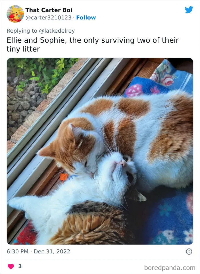 A Wholesome Twitter Thread Proves Why You Should Always Adopt Cats In Pairs (40 Pics)