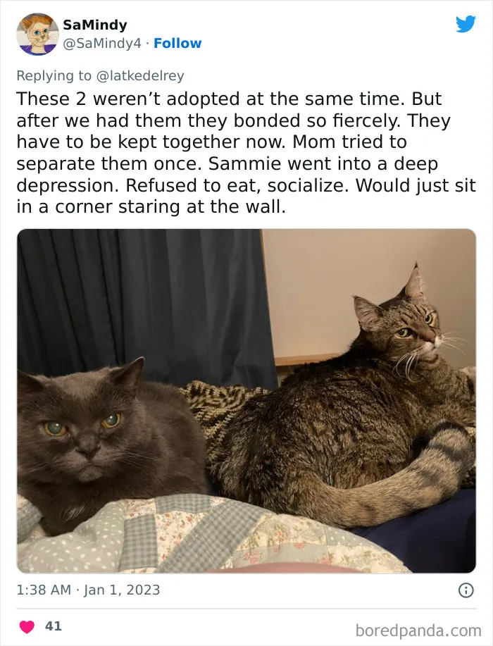 A Wholesome Twitter Thread Proves Why You Should Always Adopt Cats In Pairs (40 Pics)