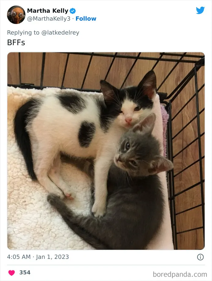 A Wholesome Twitter Thread Proves Why You Should Always Adopt Cats In Pairs (40 Pics)