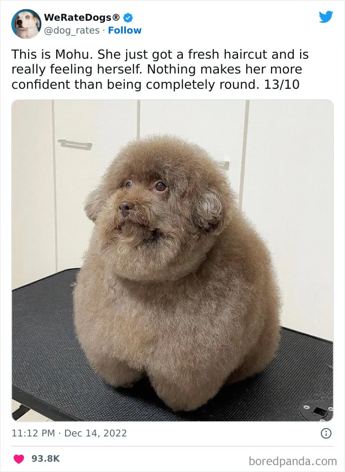 The “We Rate Dogs” Twitter Account With 9M Followers Rates People’s Dogs, And It’s As Hilarious As It Is Wholesome (50 New Pics)