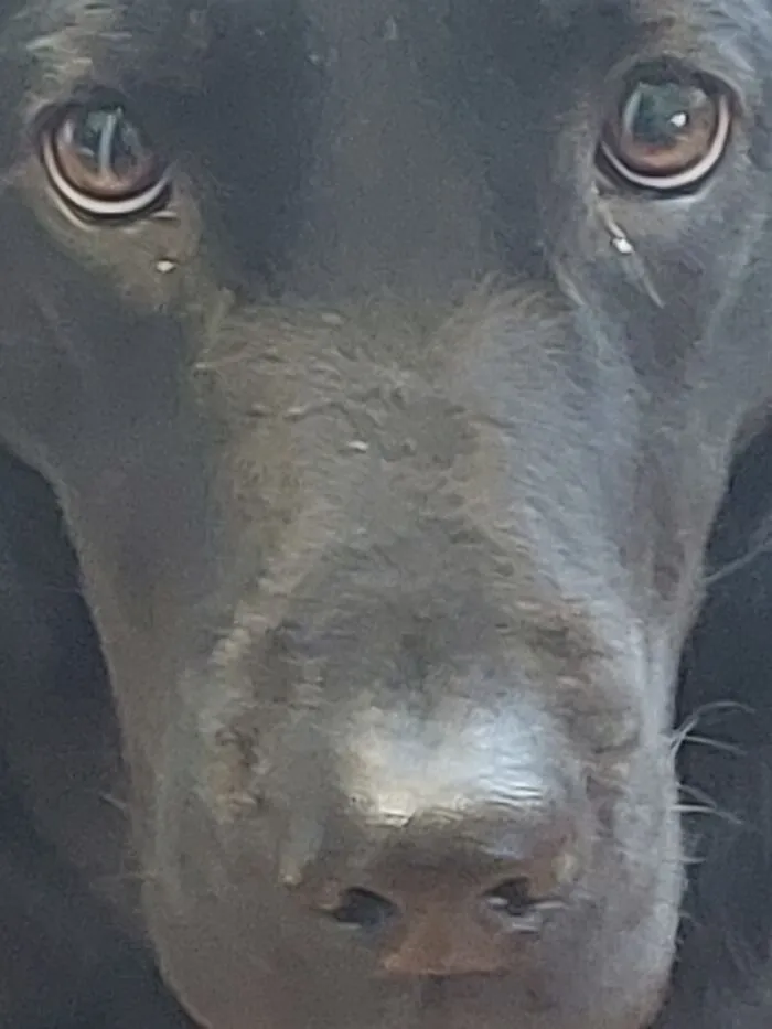 Idk If This Is Blurred Enough But This Is My Dog