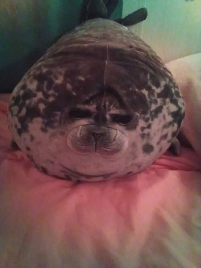 Seal (Sorry For Bad Quality)
