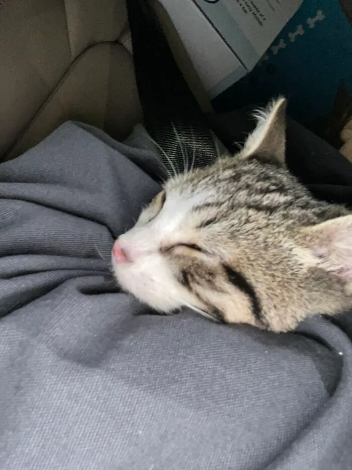 This Is Picasso, My 6 Month Old Kitten