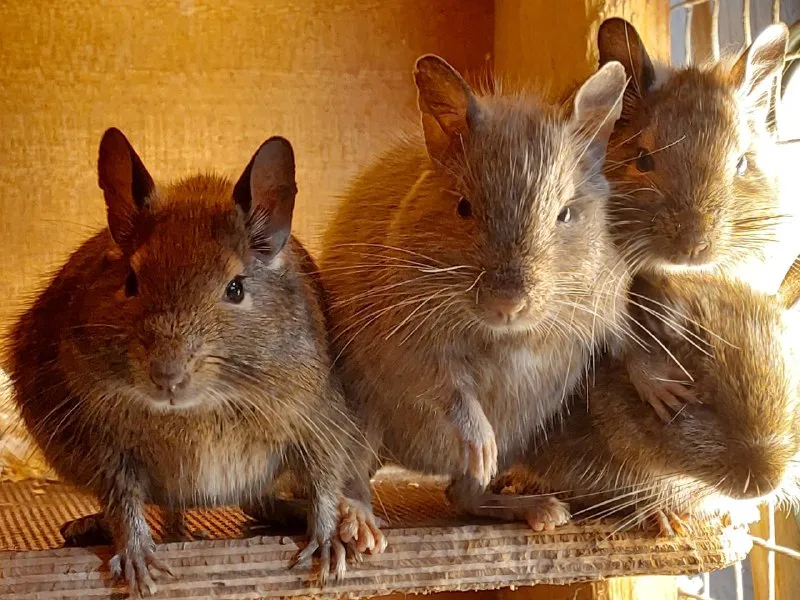 Check Out Our Cute Degu Family