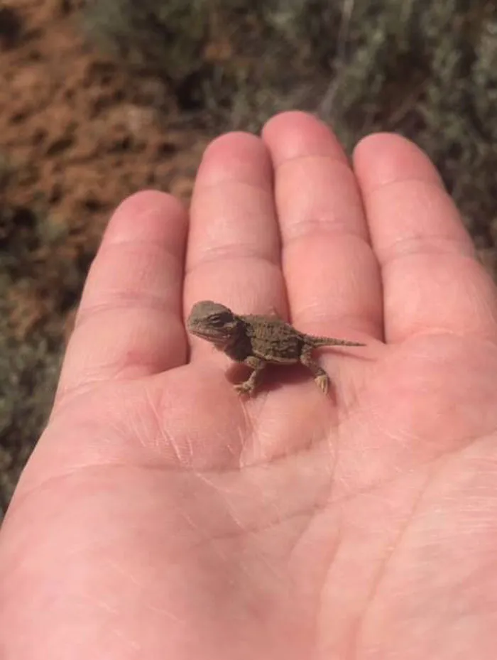 What Is This? A Dinosaur For Ants?