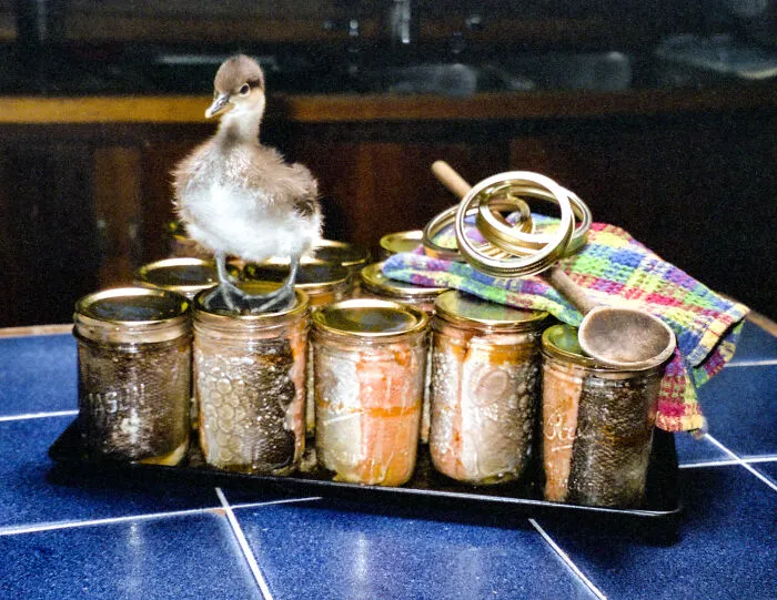 A Hooded Merganser Duckling Canning Her Salmon