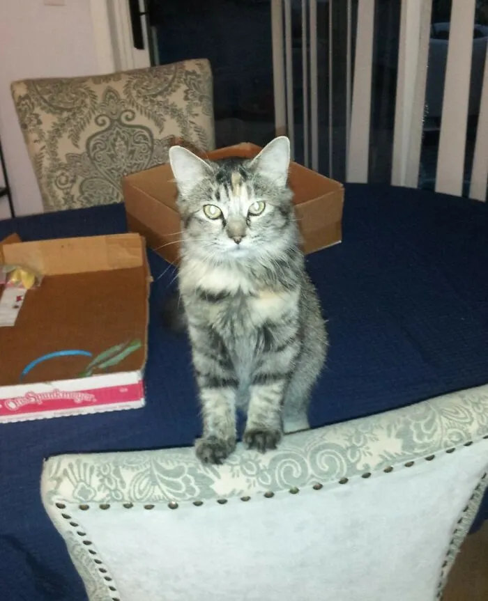 This Is Trixie.  She And Her Sibs Were Left In A Ditch In The Snow