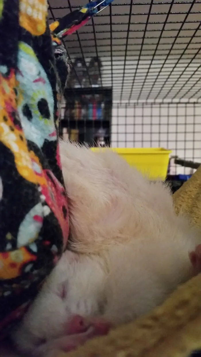 Ferret Yoga