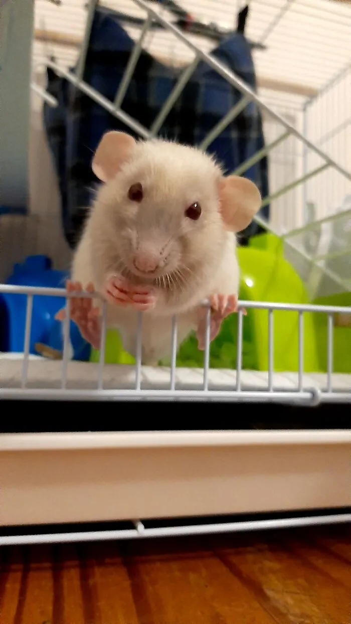 Never Thought I'd Own Rats - Meet Cicero